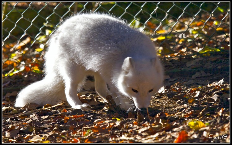 Wallpapers Animals Foxes Jeune renard des neiges