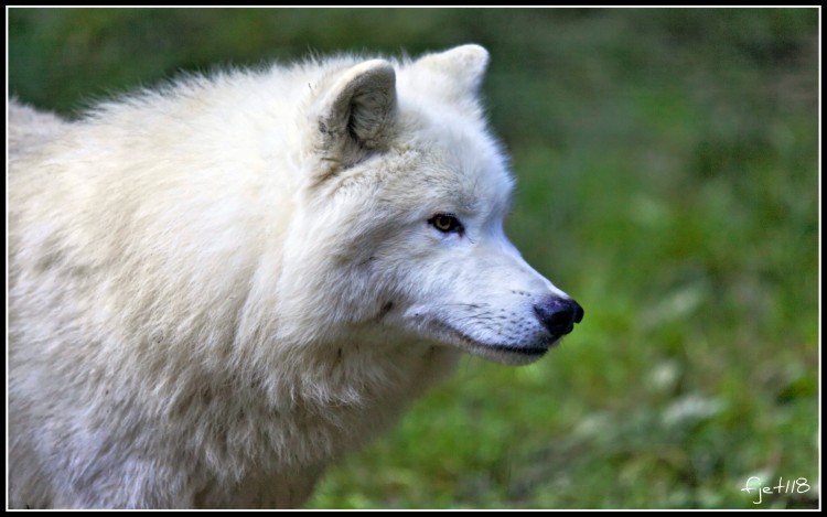 Fonds d'cran Animaux Loups Loup blanc