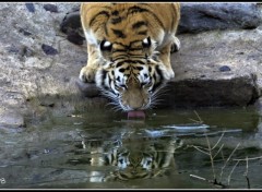 Fonds d'cran Animaux Tigre majestueux