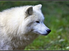 Fonds d'cran Animaux Loup blanc