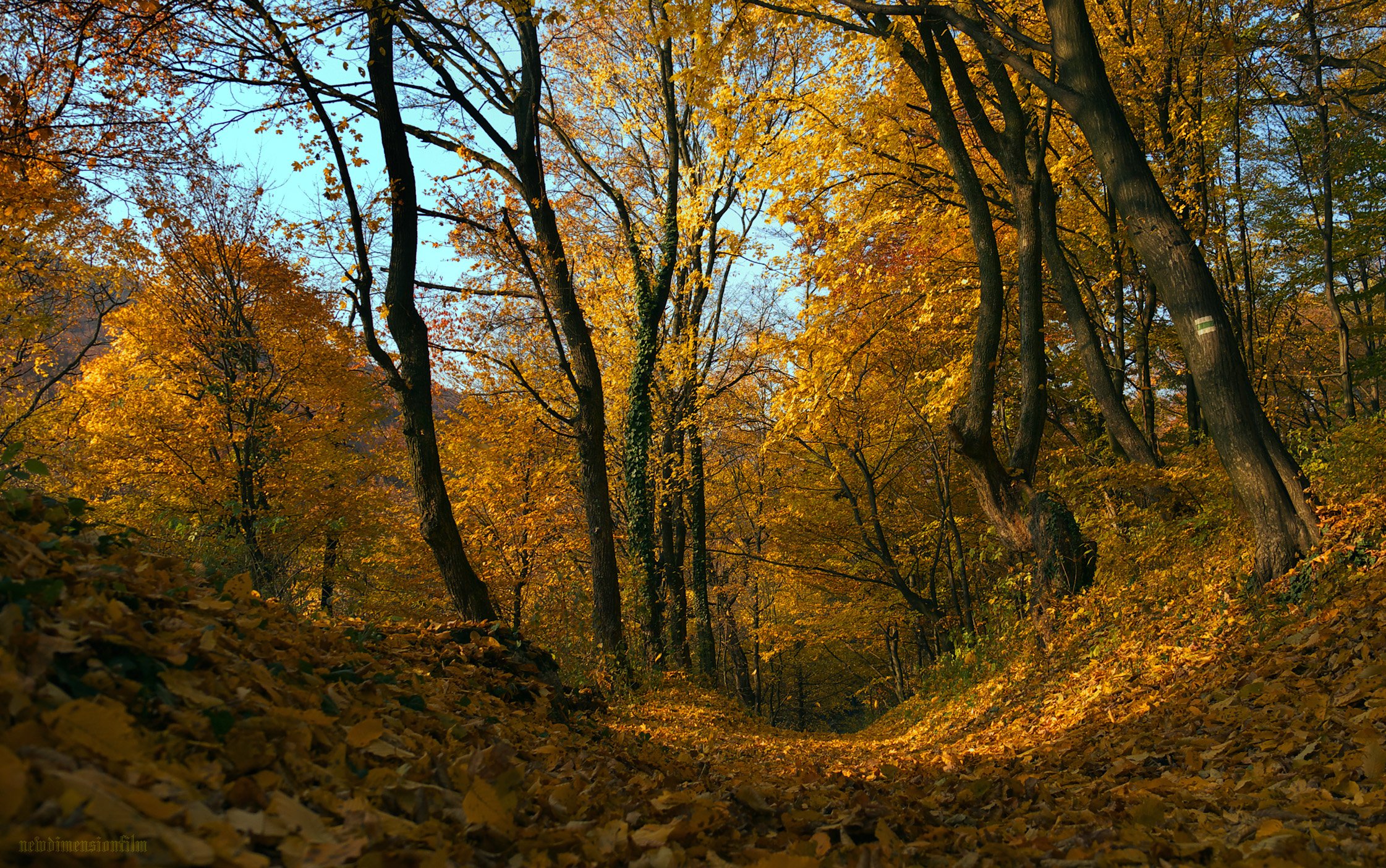 Fonds d'cran Nature Arbres - Forts Impressions d'automne 9.