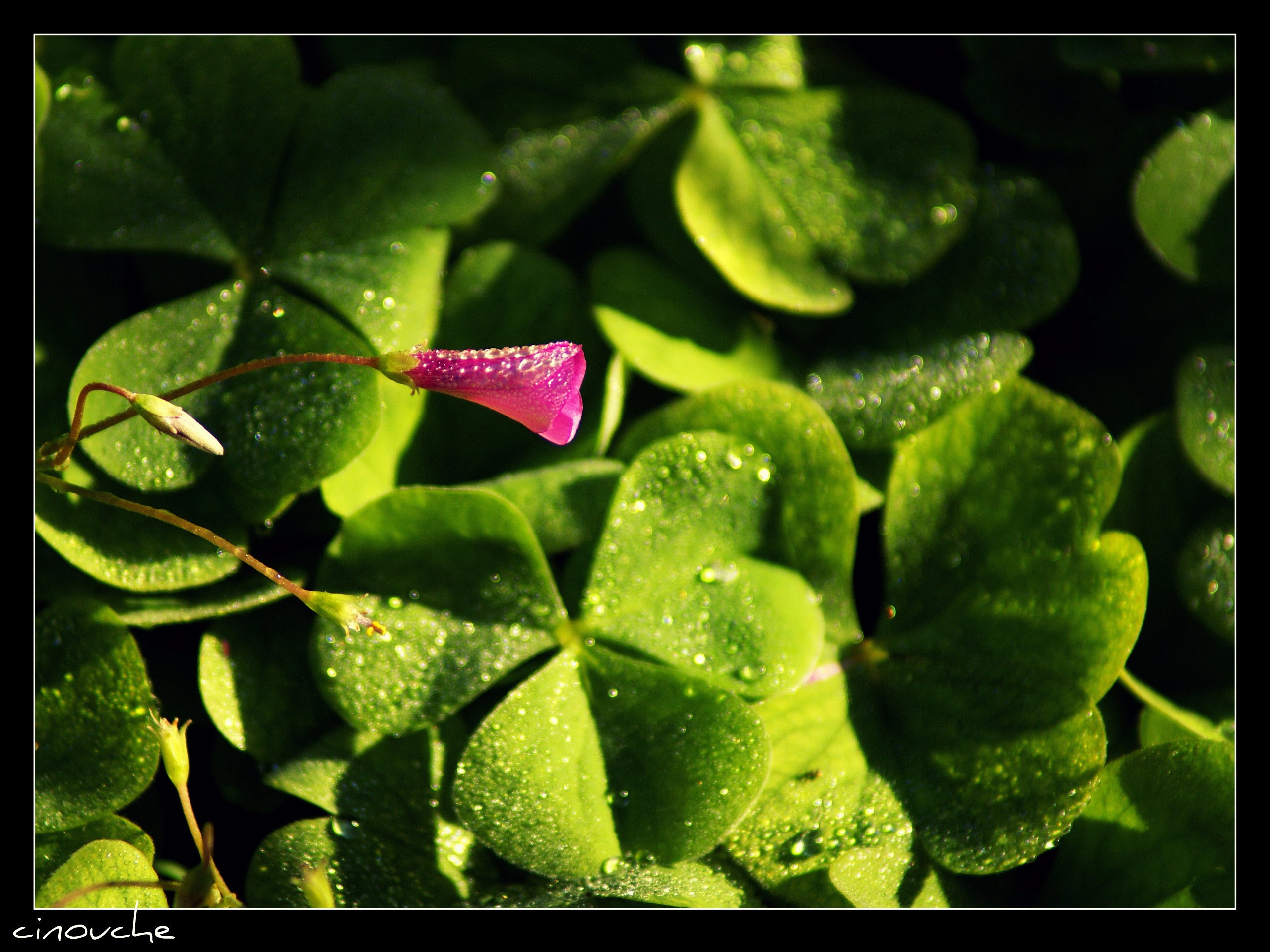 Fonds d'cran Nature Fleurs au petit matin