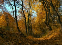 Fonds d'cran Nature Impressions d'automne 9.