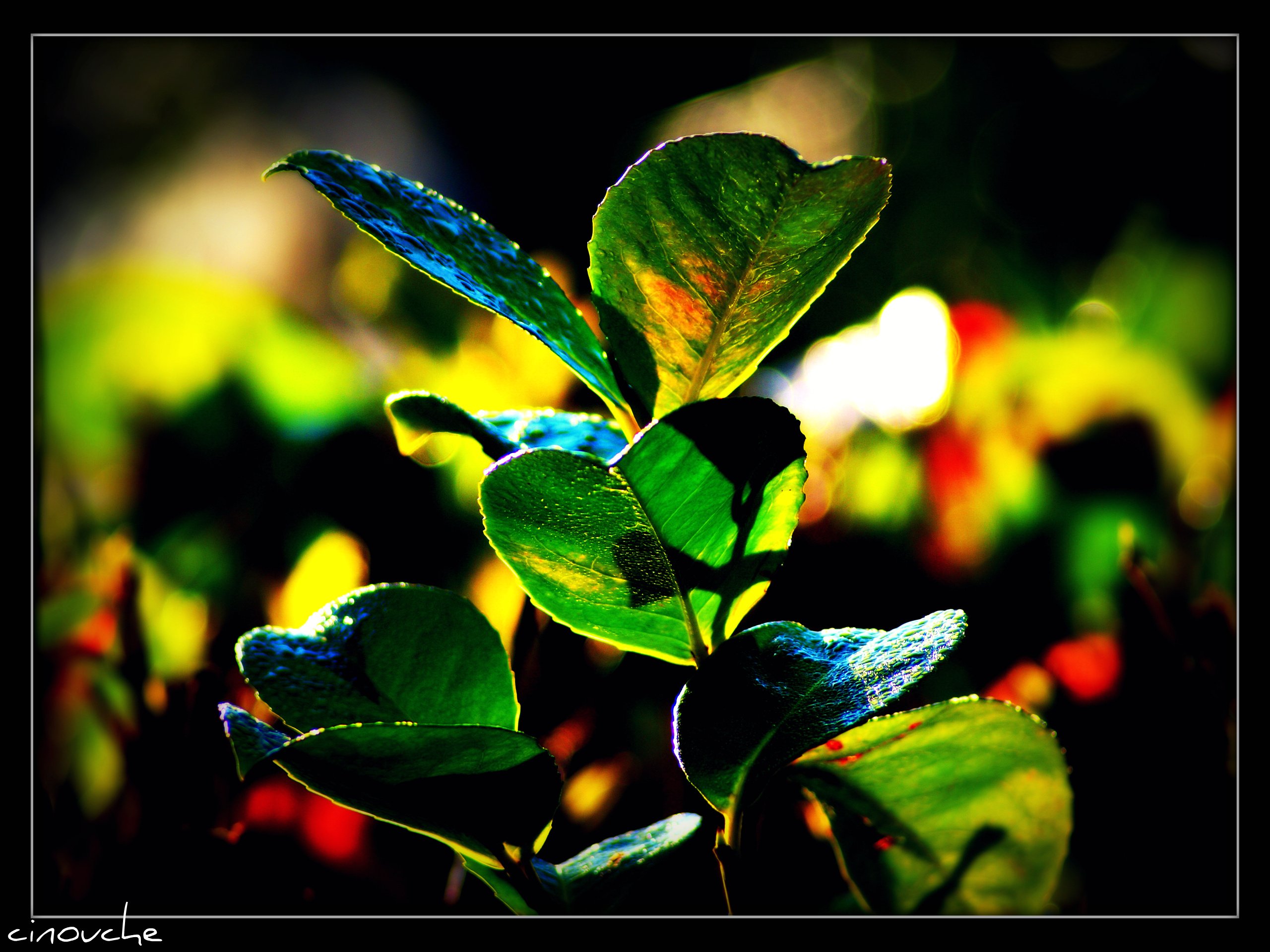 Fonds d'cran Nature Feuilles - Feuillages wet morning