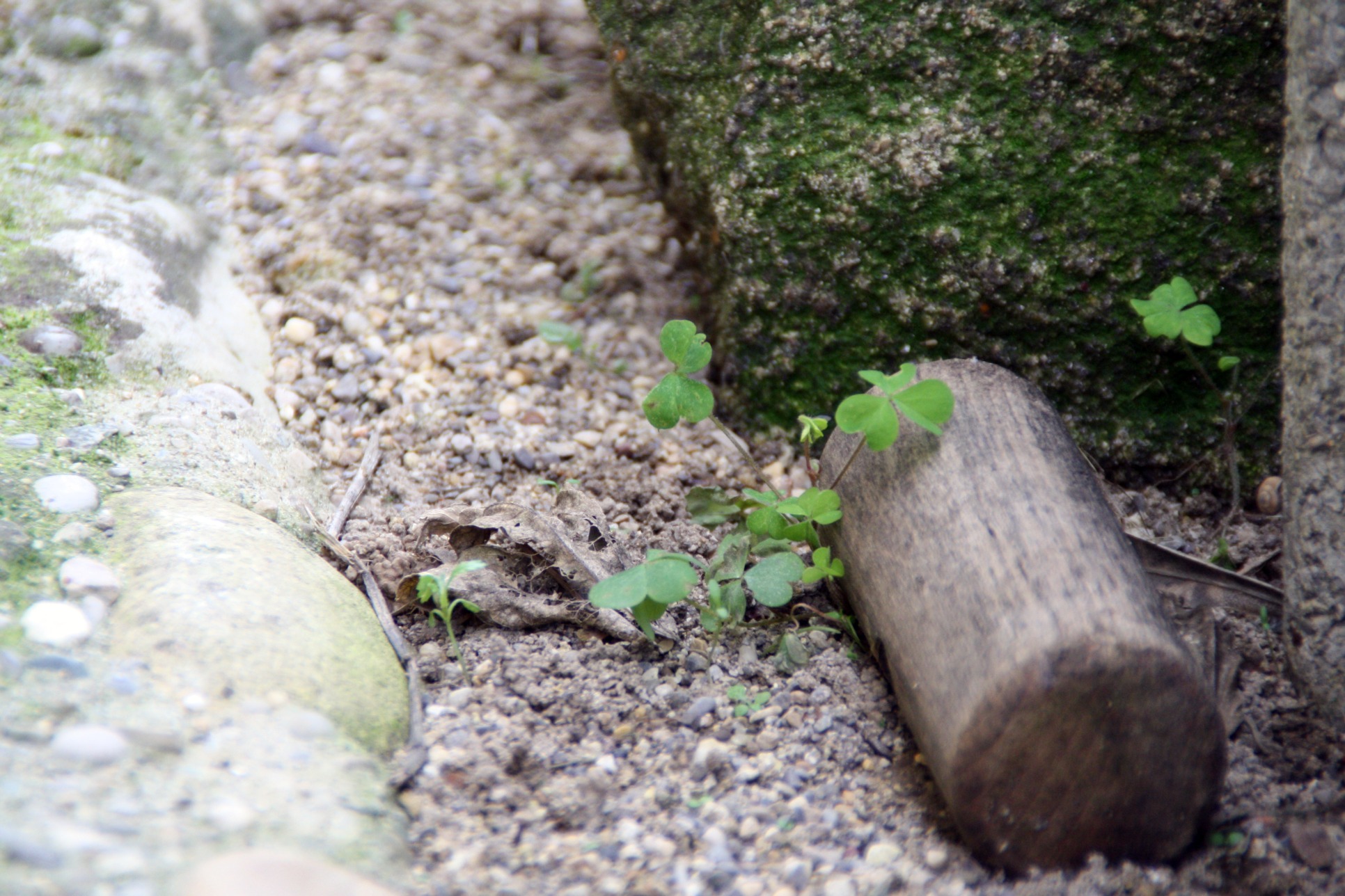 Fonds d'cran Nature Chemins 