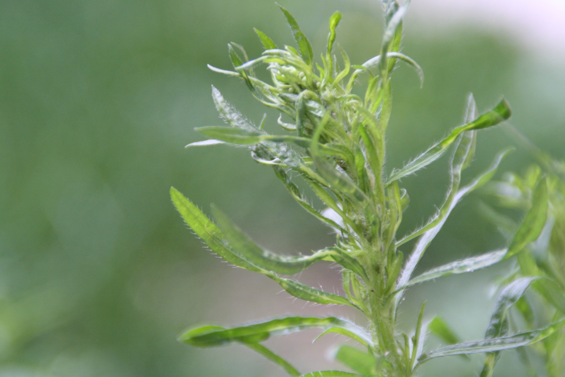 Fonds d'cran Nature Herbes 