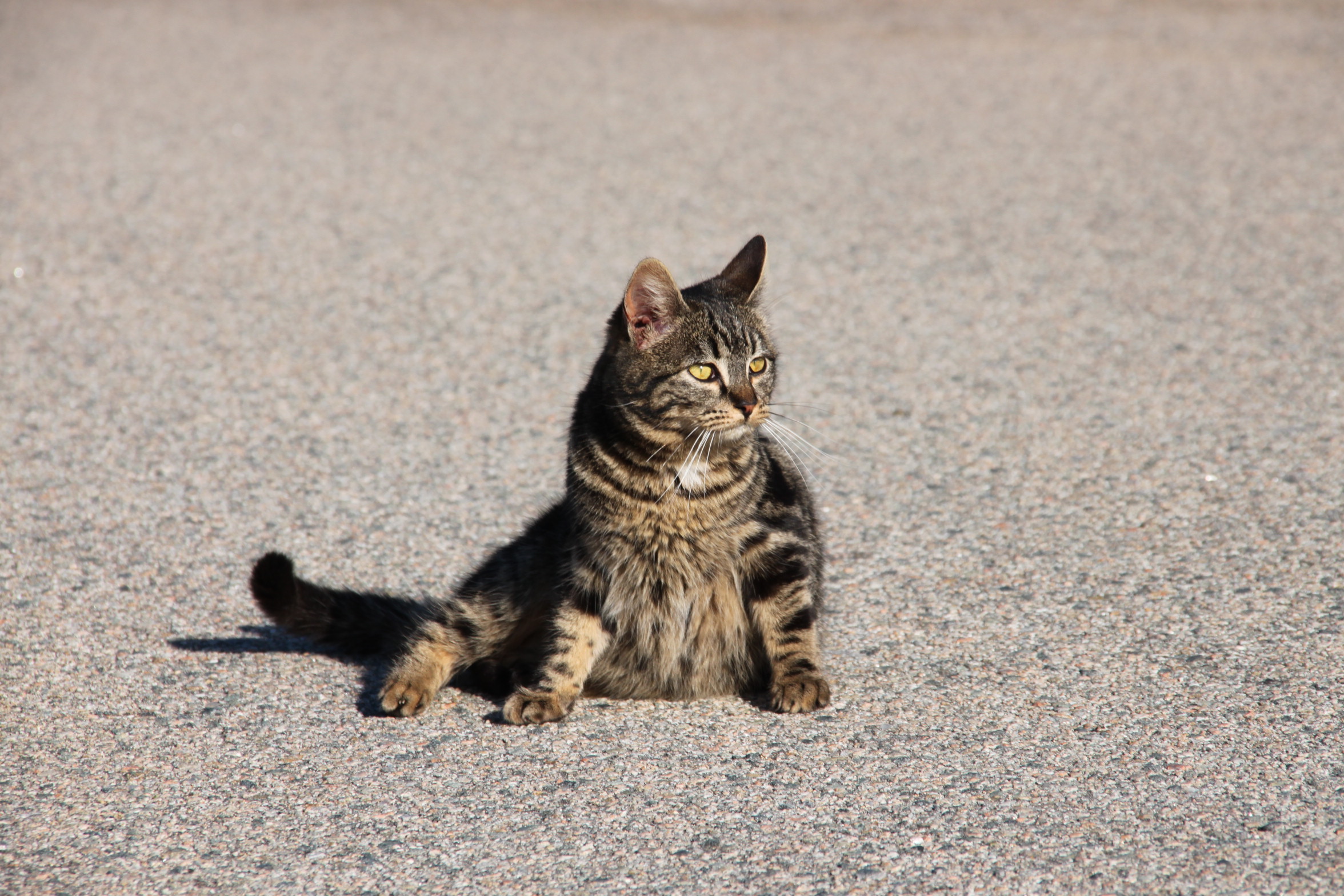 Fonds d'cran Animaux Chats - Chatons Chat qui prend la pose