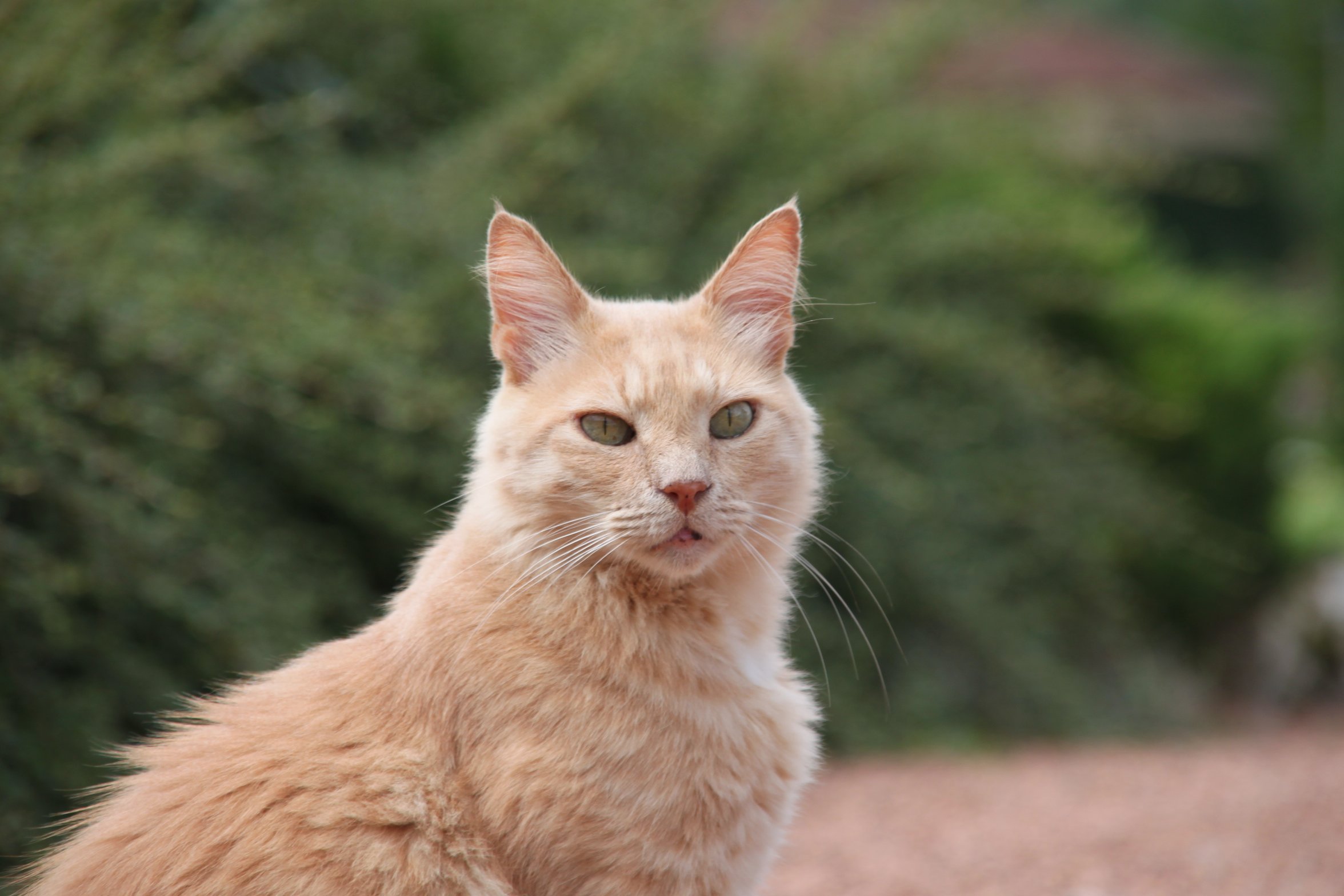 Fonds d'cran Animaux Chats - Chatons 