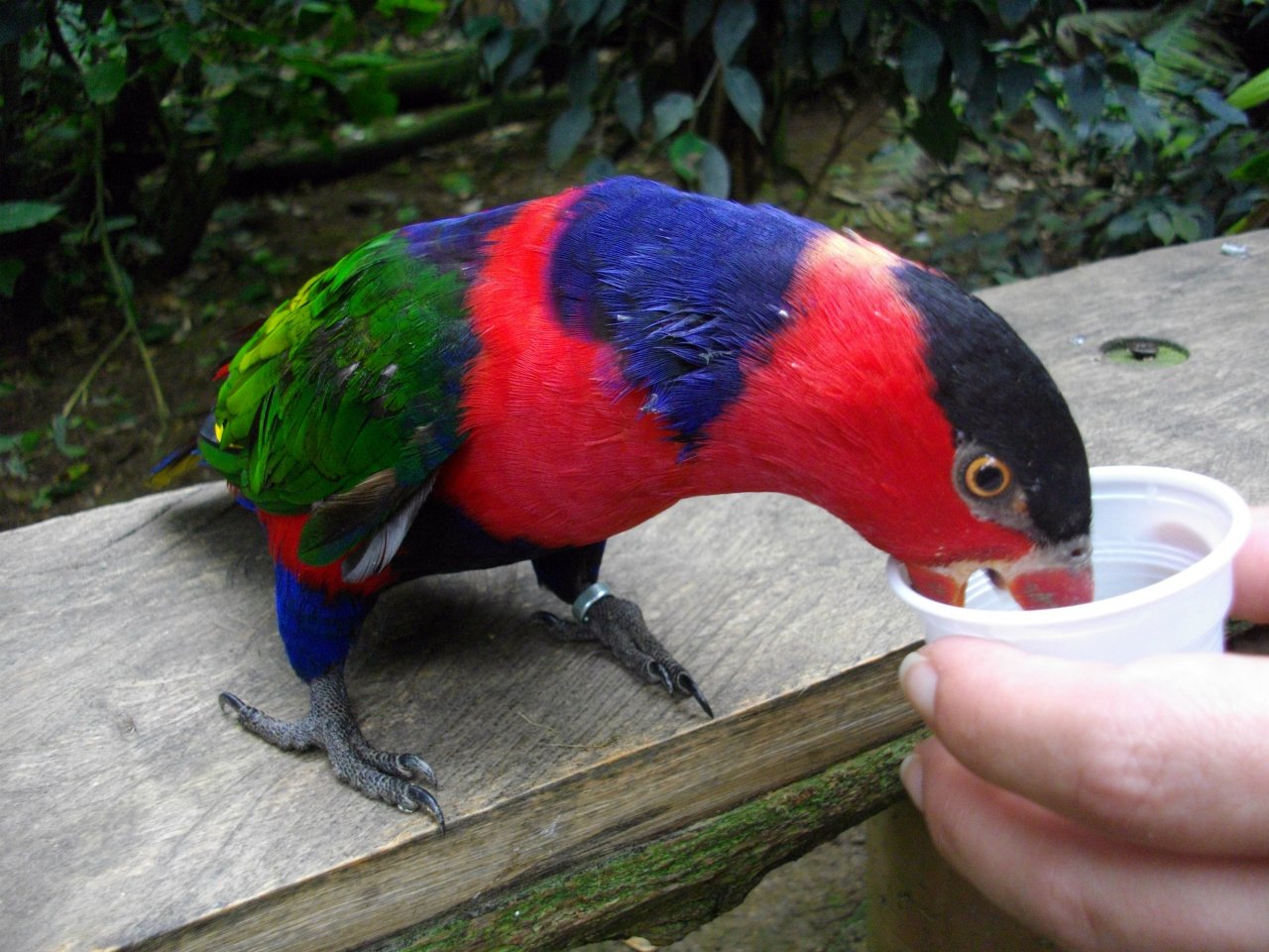 Fonds d'cran Animaux Oiseaux - Divers 