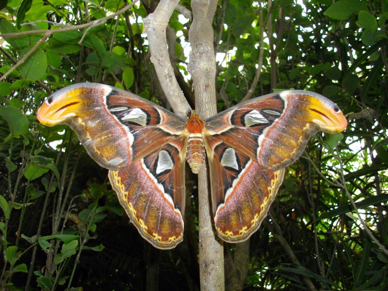 Wallpapers Animals Insects - Butterflies gros papillon