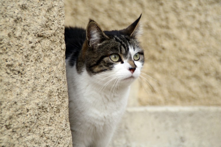 Fonds d'cran Animaux Chats - Chatons cat