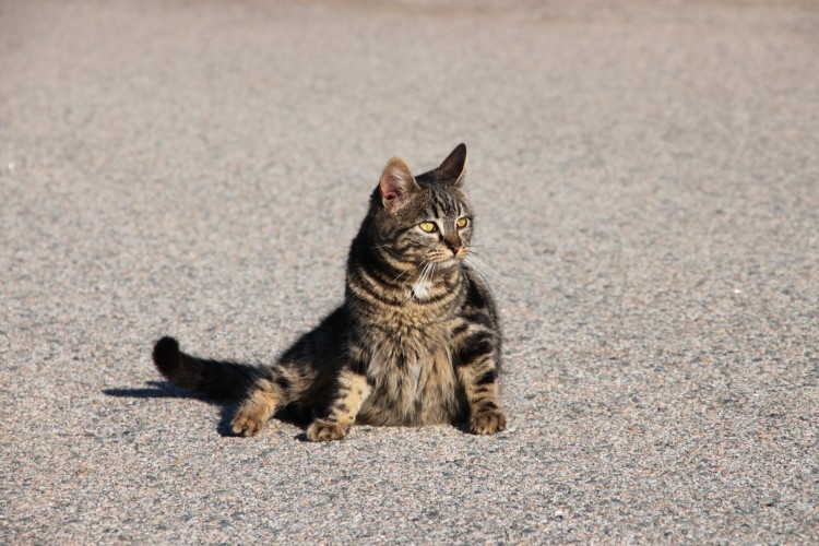 Fonds d'cran Animaux Chats - Chatons Chat qui prend la pose