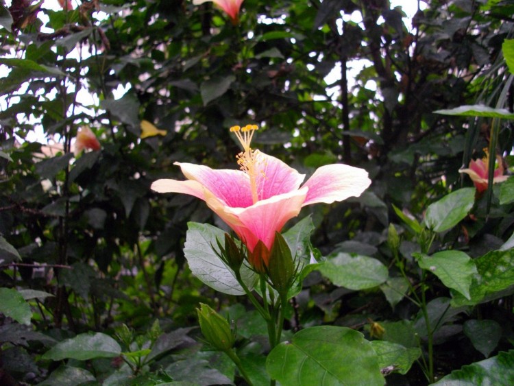 Wallpapers Nature Flowers fleur d' hibiscus