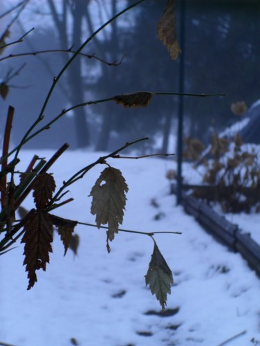 Fonds d'cran Nature Saisons - Hiver Hiver