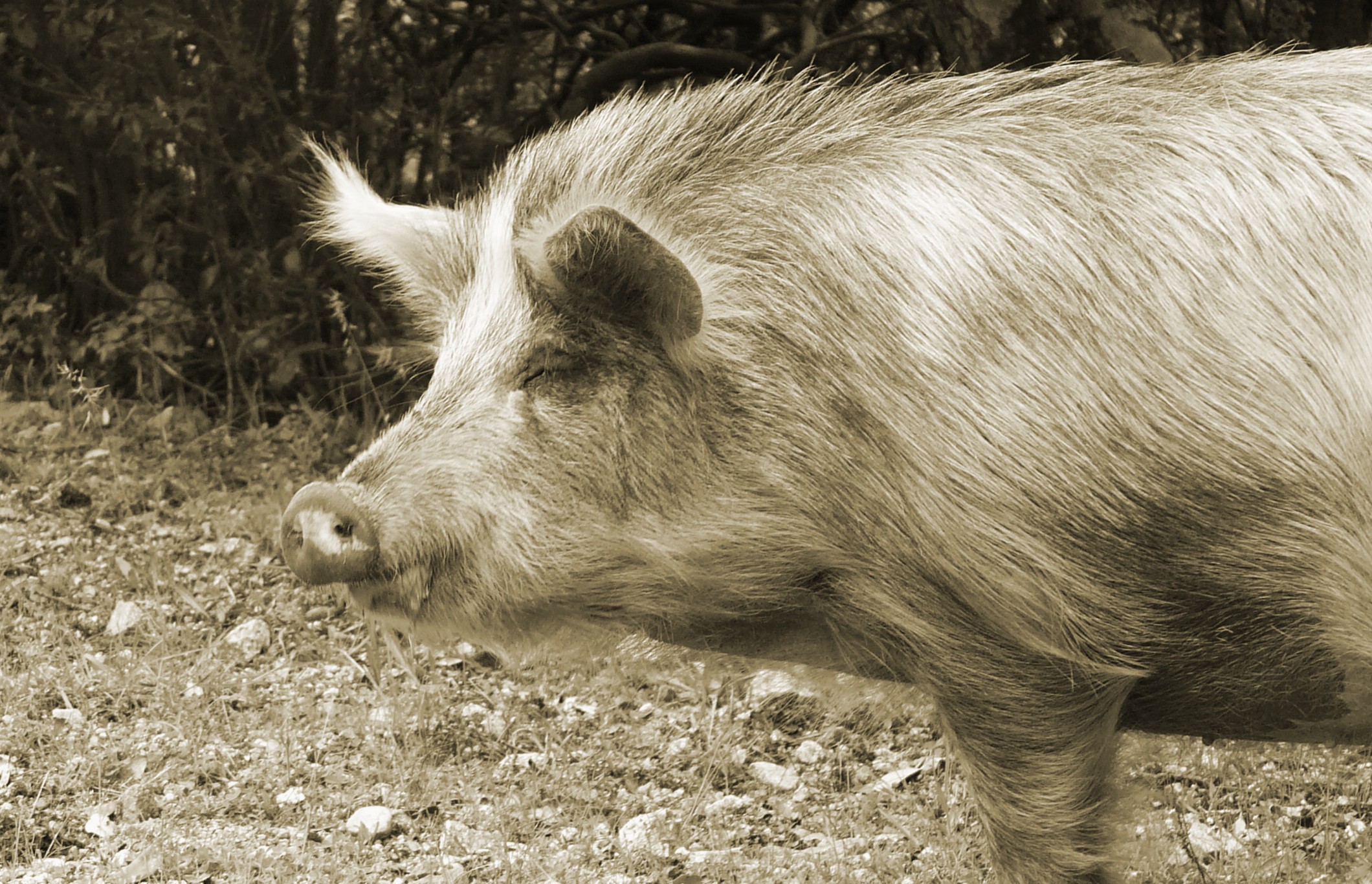 Wallpapers Animals Boars Un sanglier