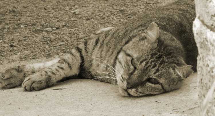 Wallpapers Animals Cats - Kittens Fatigue...