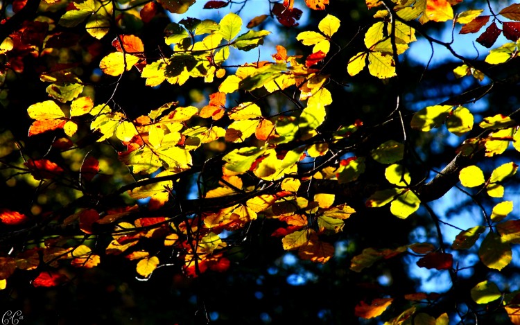 Fonds d'cran Nature Saisons - Automne Dans la brume jaune etait, une fois un soleil