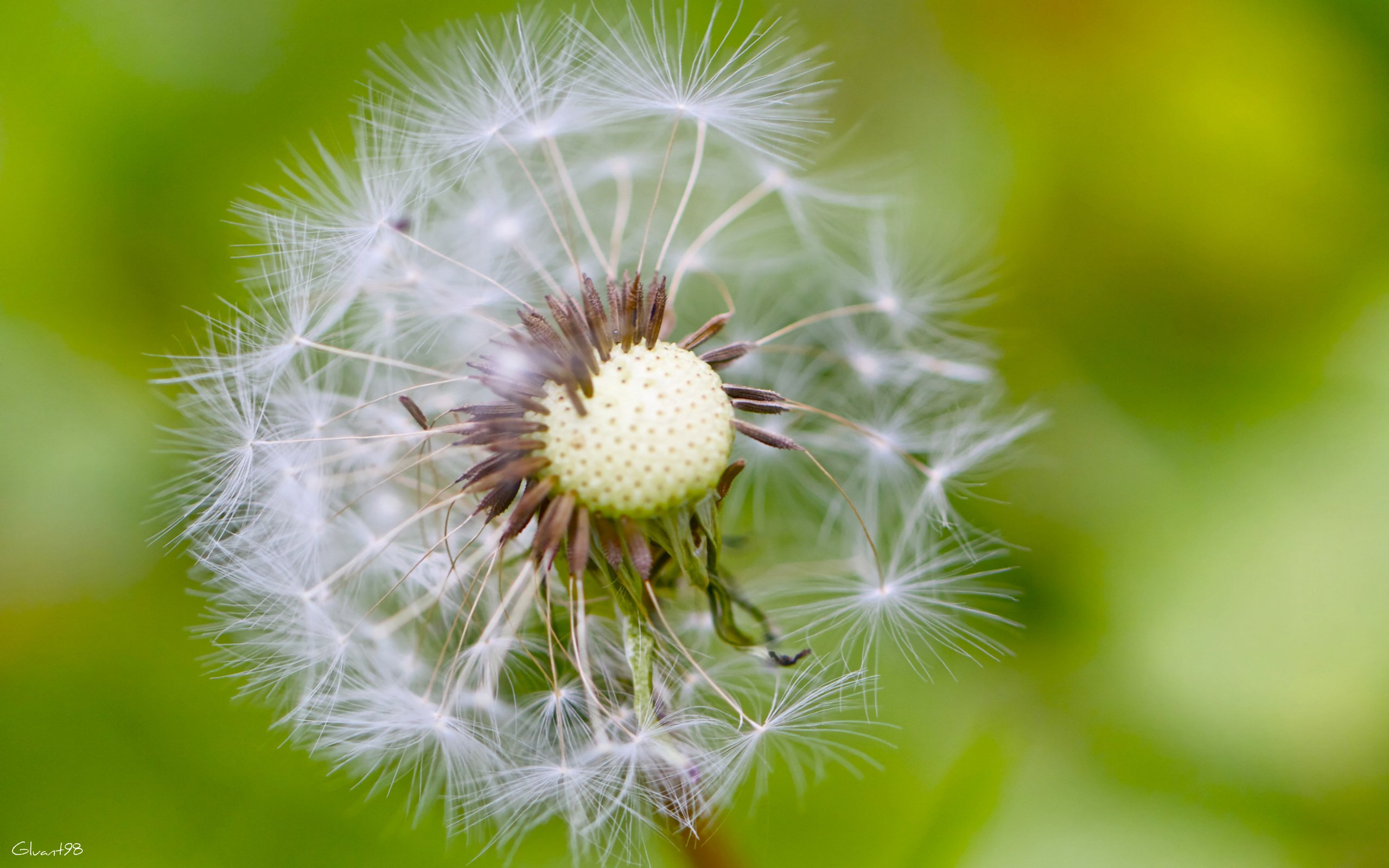 Wallpapers Nature Flowers Prenez votre envole !!!