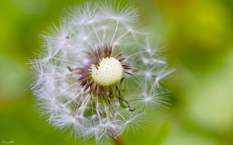 Wallpapers Nature Flowers Prenez votre envole !!!