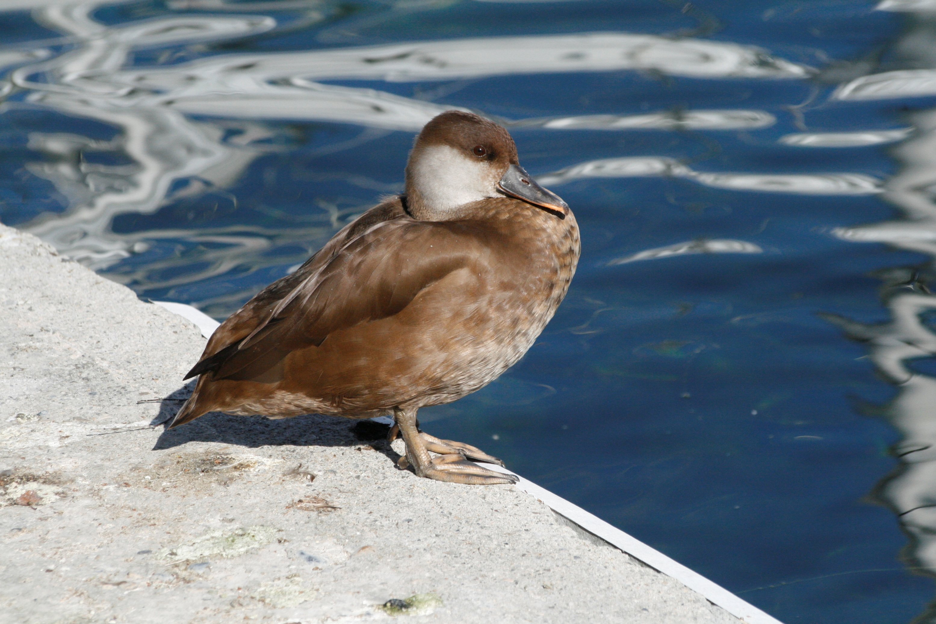 Wallpapers Animals Birds - Ducks Cane aux reflets