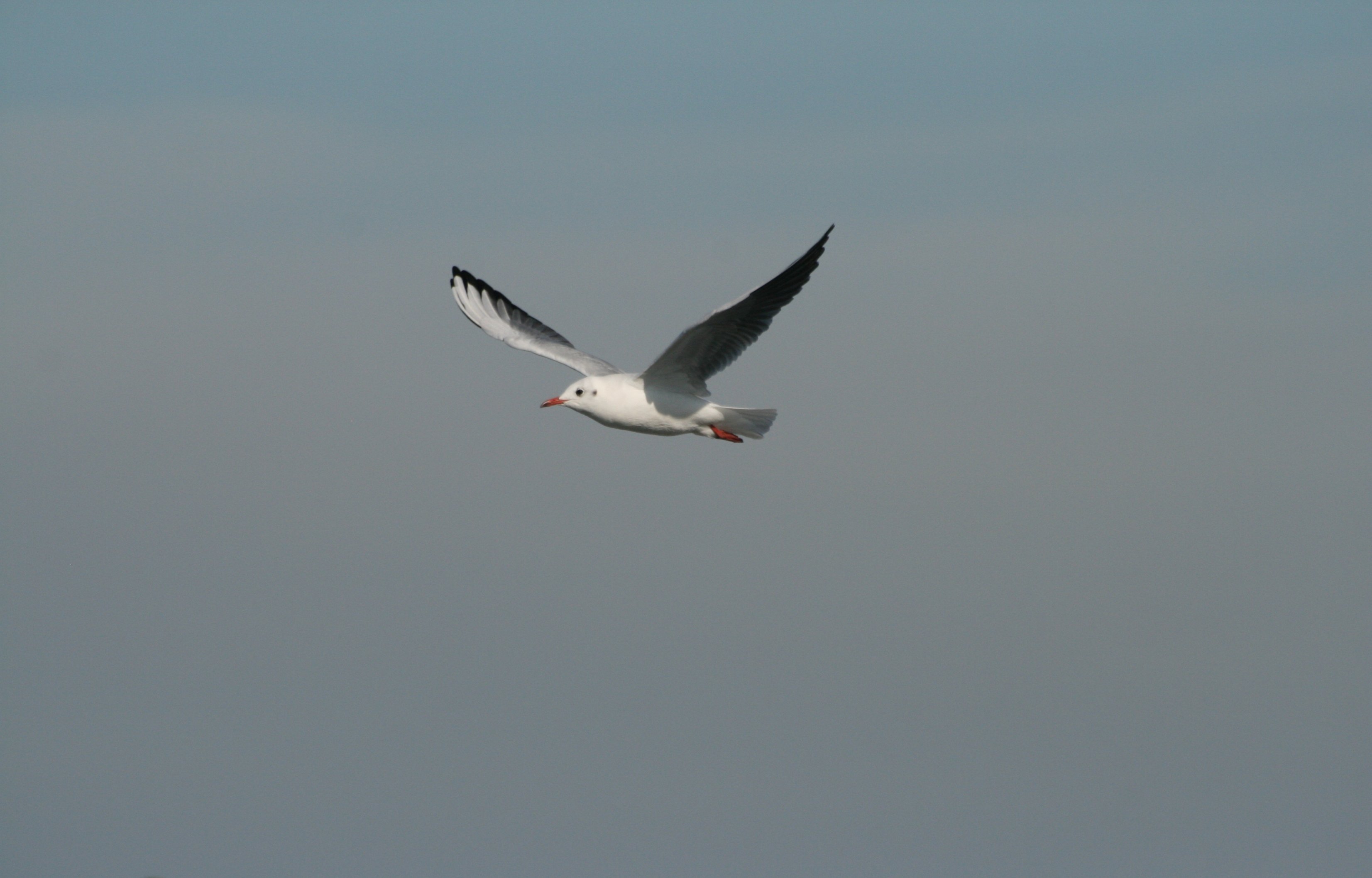 Wallpapers Animals Birds - Gulls 