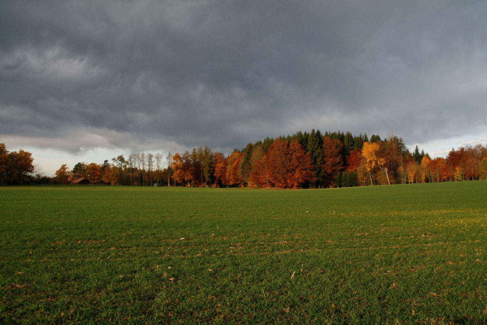 Wallpapers Nature Trees - Forests 