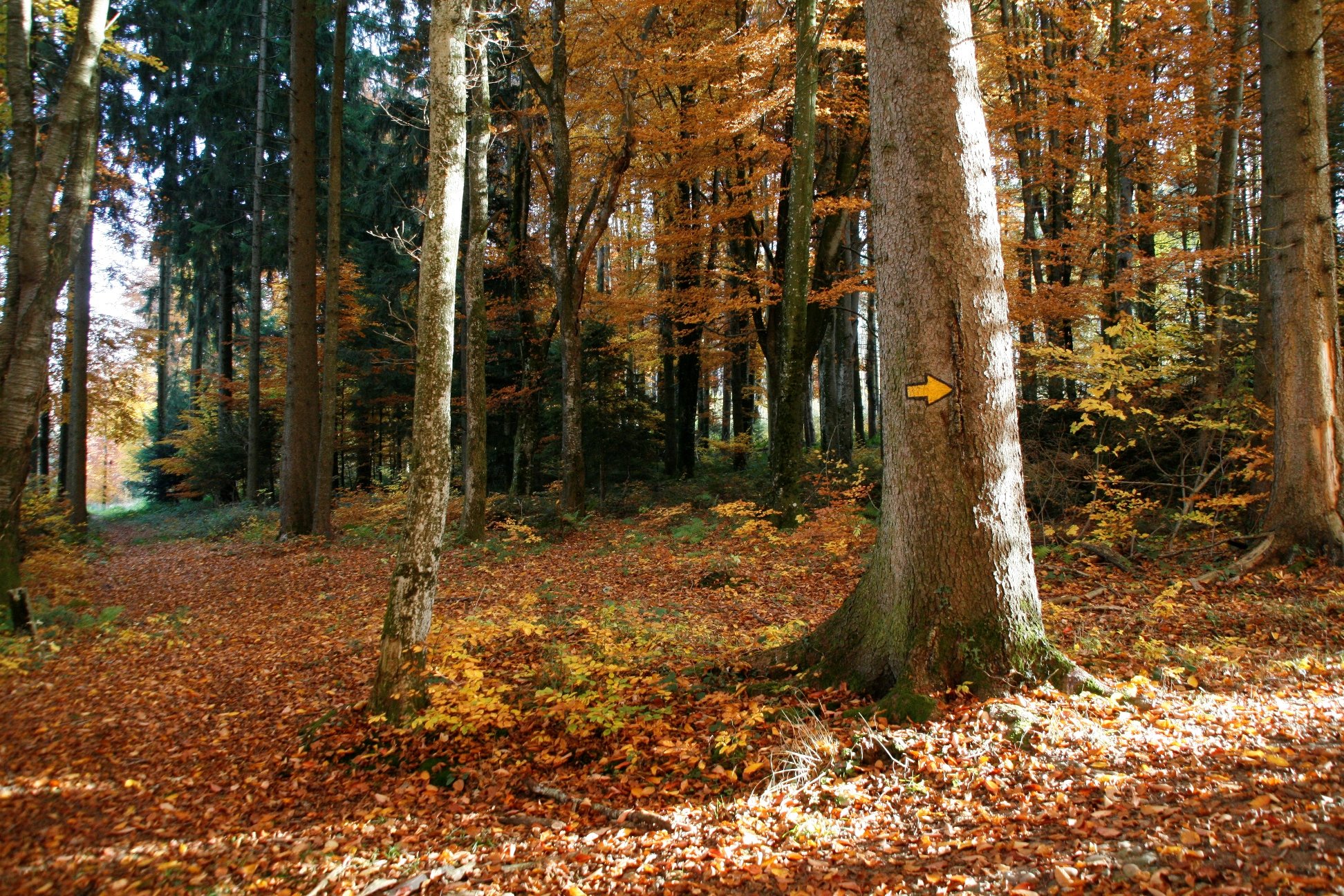 Wallpapers Nature Trees - Forests Tourisme pdestre