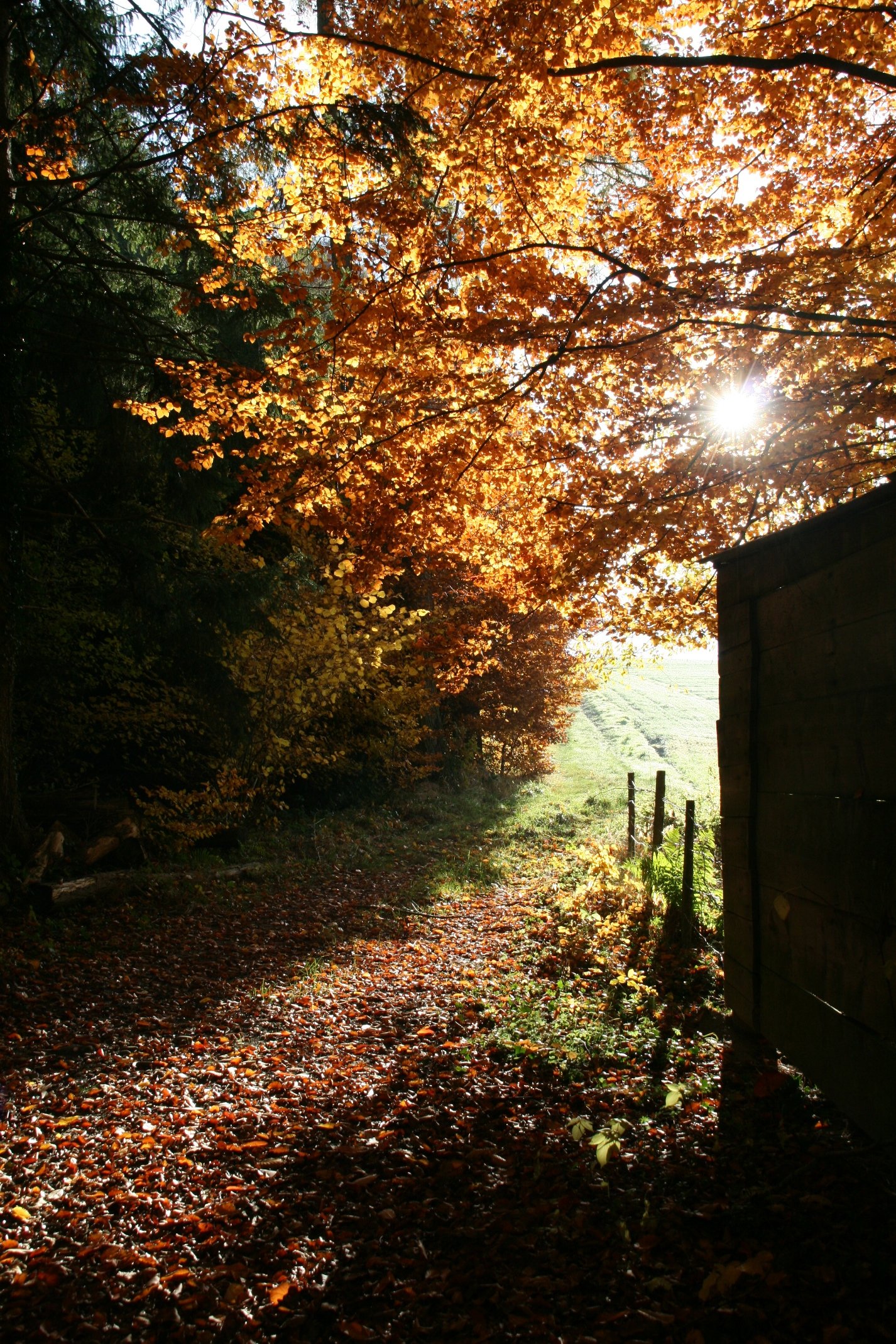 Wallpapers Nature Trees - Forests 