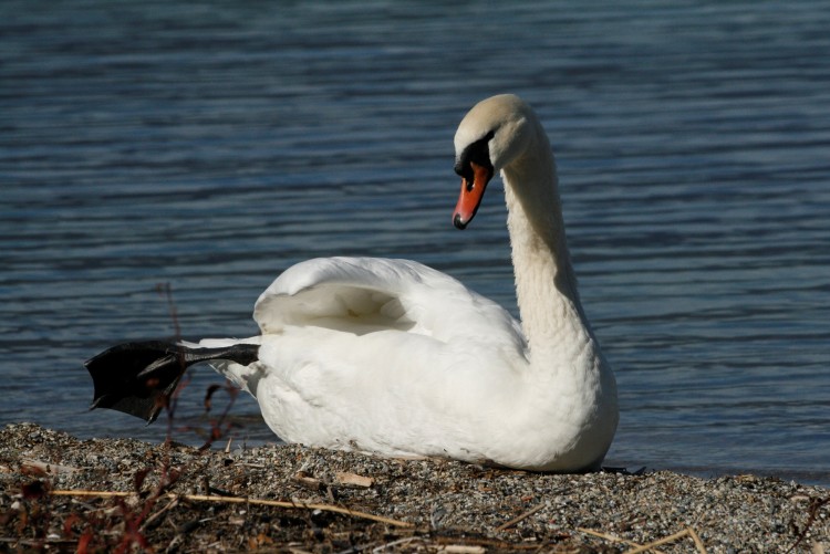 Fonds d'cran Animaux Oiseaux - Cygnes Bain de soleil