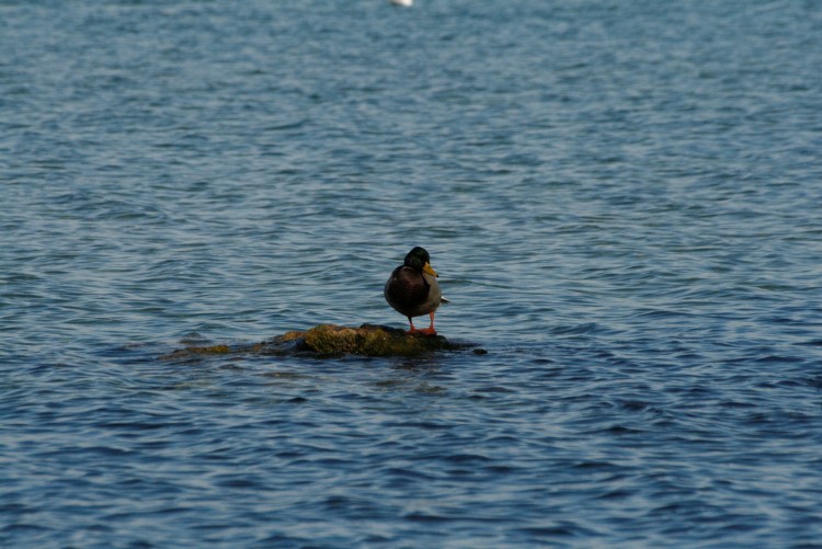 Fonds d'cran Animaux Oiseaux - Canards Ilot