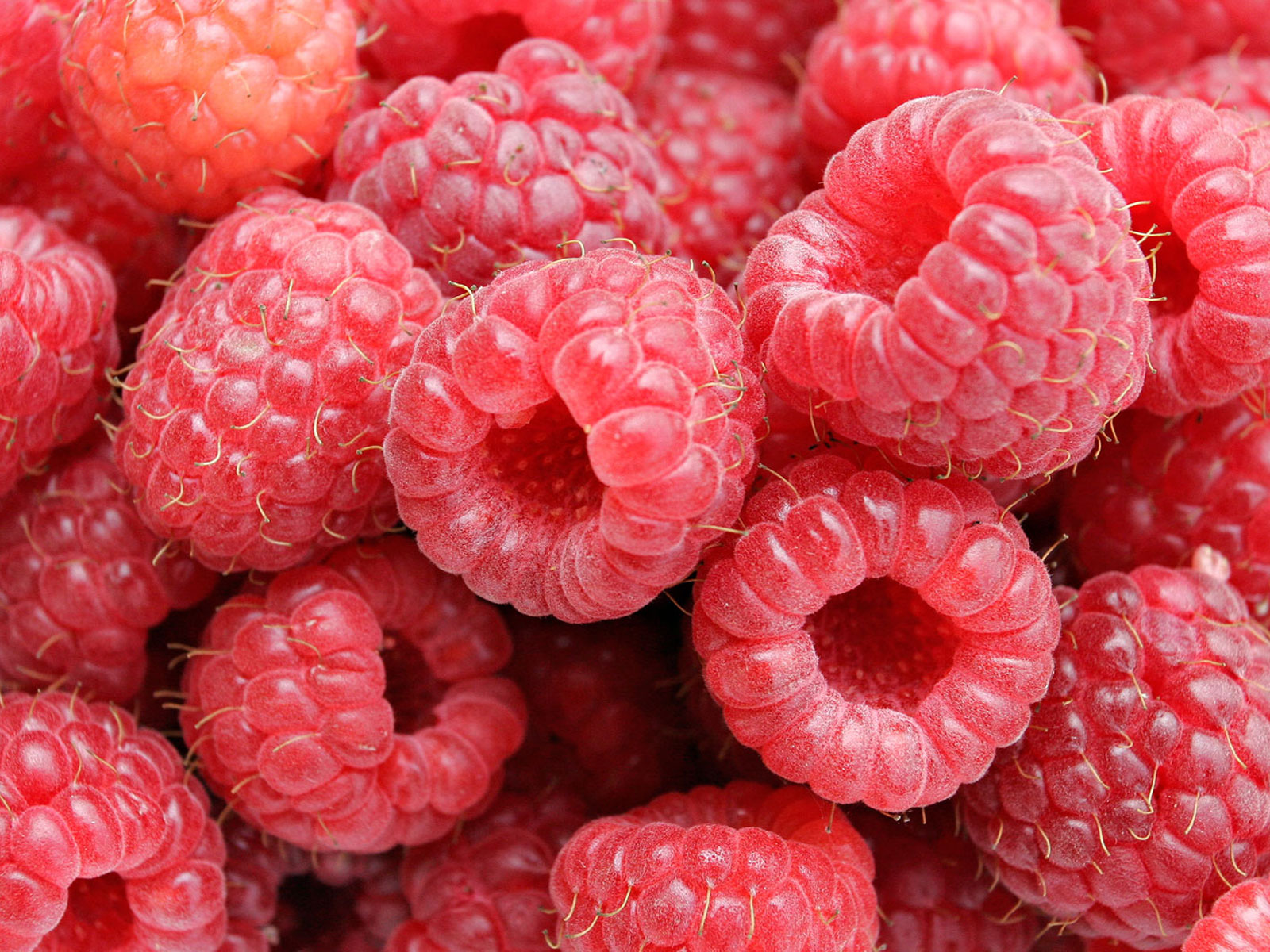 Wallpapers Nature Fruits framboises