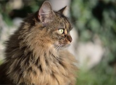 Fonds d'cran Animaux Portrait de chat