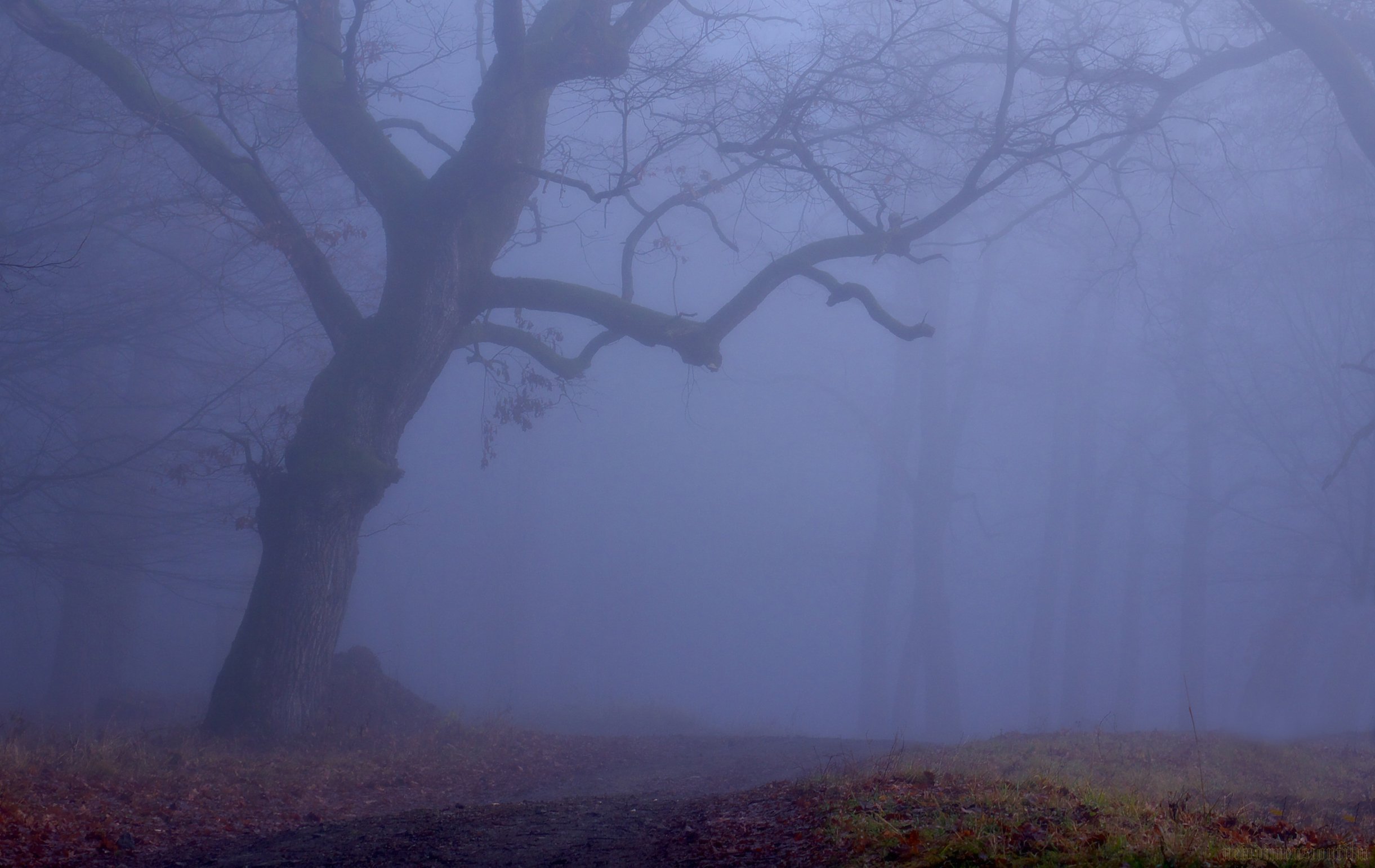 Fonds d'cran Nature Arbres - Forts Perdu dans les bois.