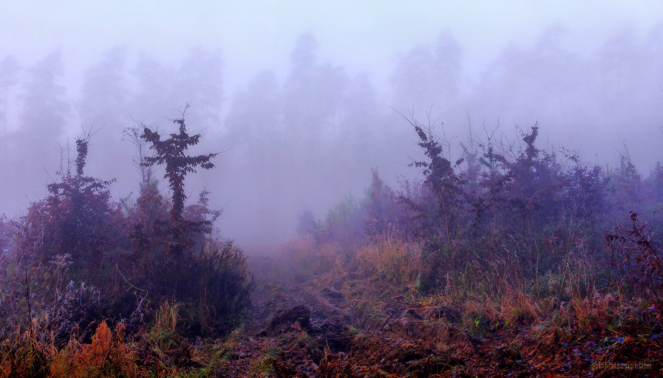 Fonds d'cran Nature Arbres - Forts Dans le brouillard