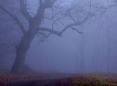 Fonds d'cran Nature Perdu dans les bois.