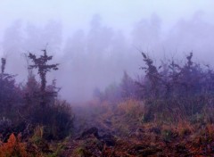 Fonds d'cran Nature Dans le brouillard