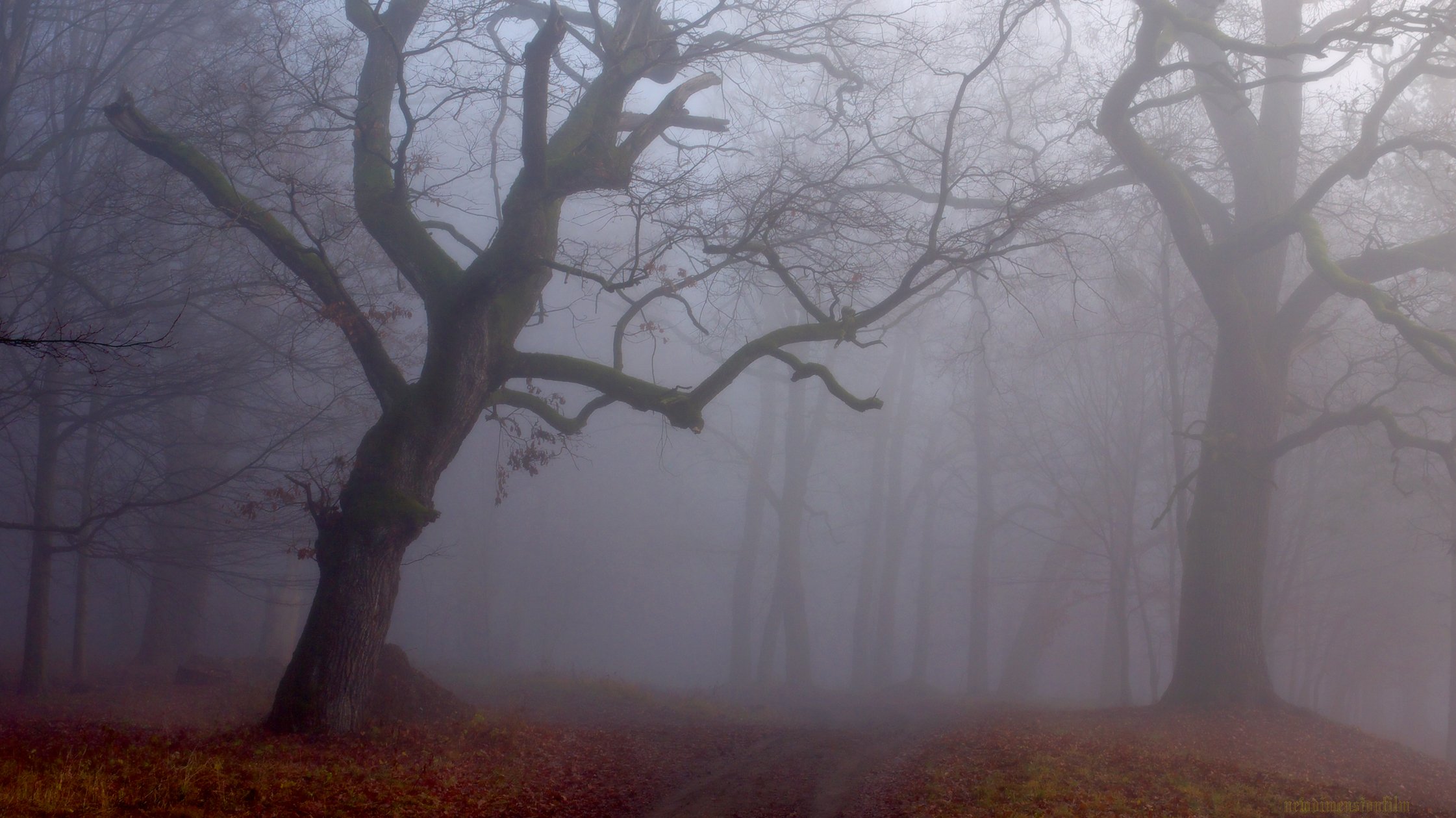 Fonds d'cran Nature Arbres - Forts Un pais brouillard .1.