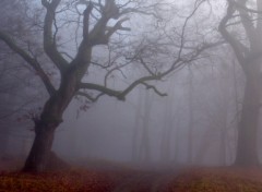 Wallpapers Nature Un pais brouillard .1.