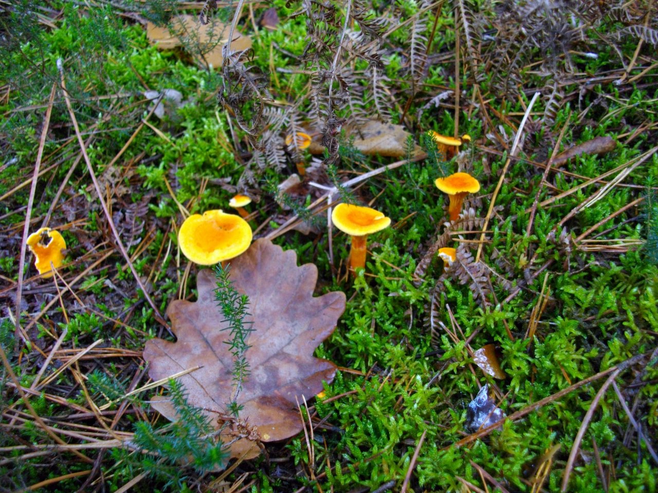 Fonds d'cran Nature Champignons 