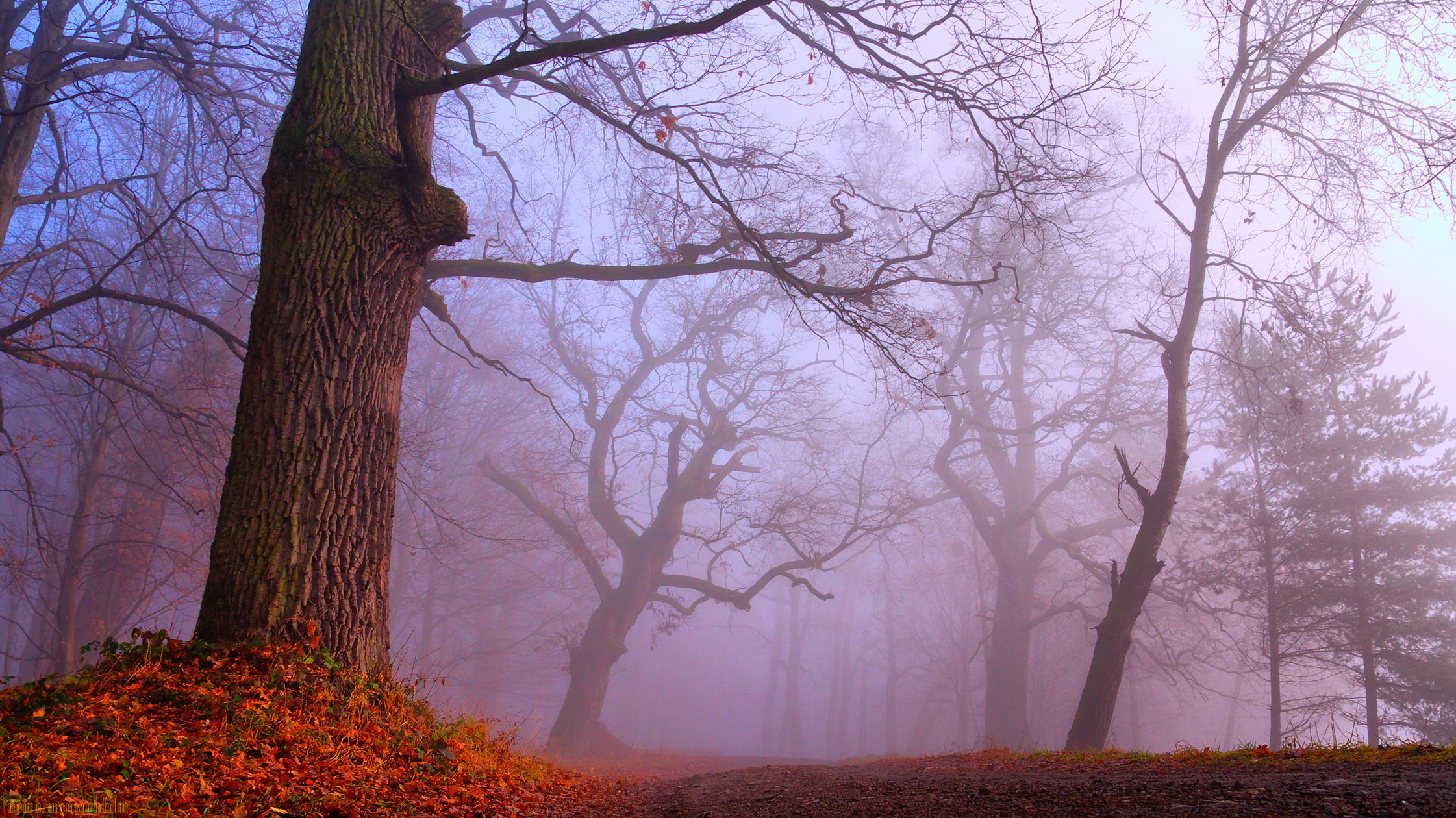 Fonds d'cran Nature Arbres - Forts Un pais brouillard 3.