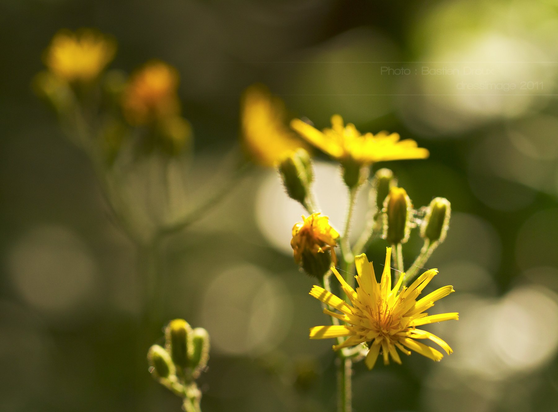 Wallpapers Nature Flowers 