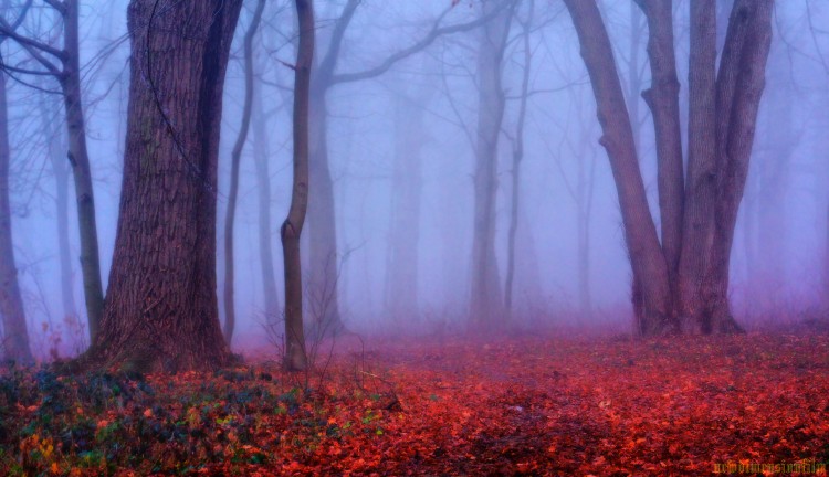 Fonds d'cran Nature Arbres - Forts Un pais brouillard 2.