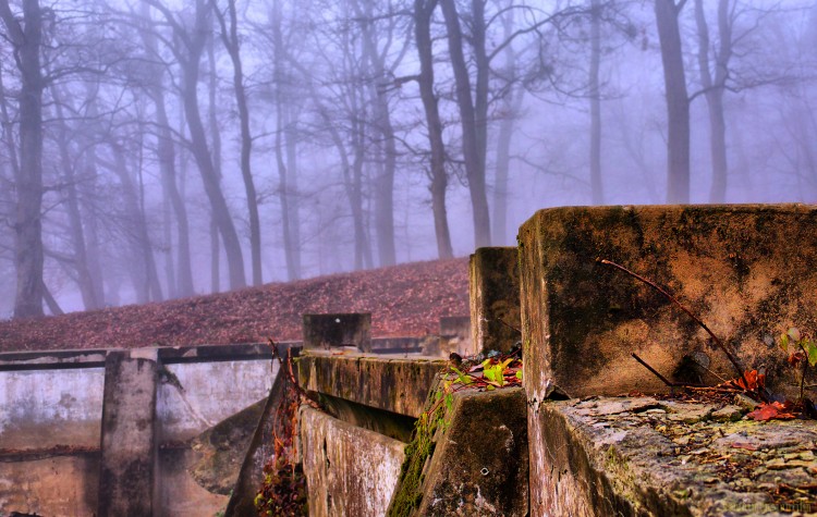 Fonds d'cran Nature Arbres - Forts Un pais brouillard 4.