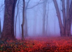 Wallpapers Nature Un pais brouillard 2.