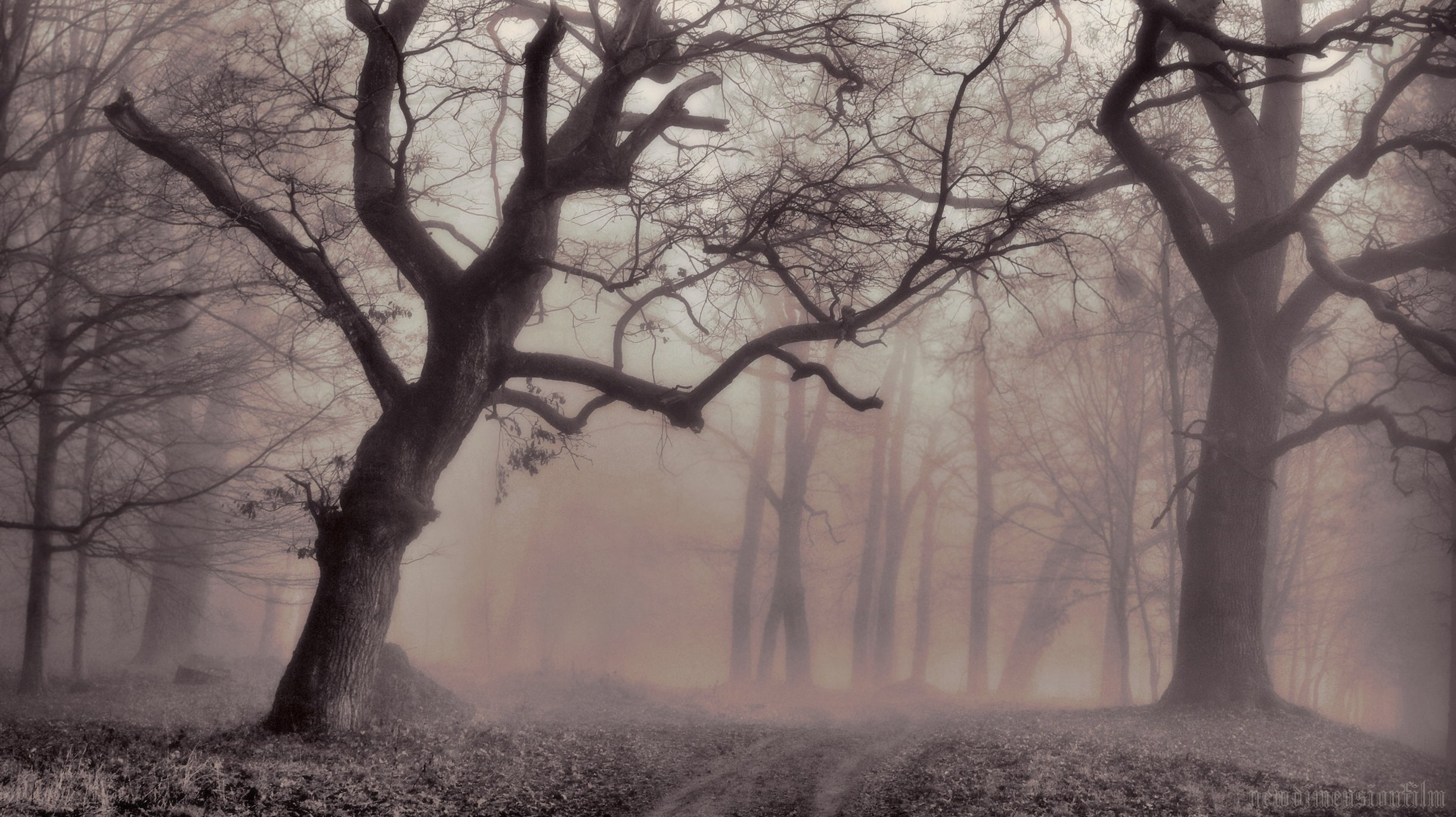 Wallpapers Nature Trees - Forests Un pais brouillard 7.