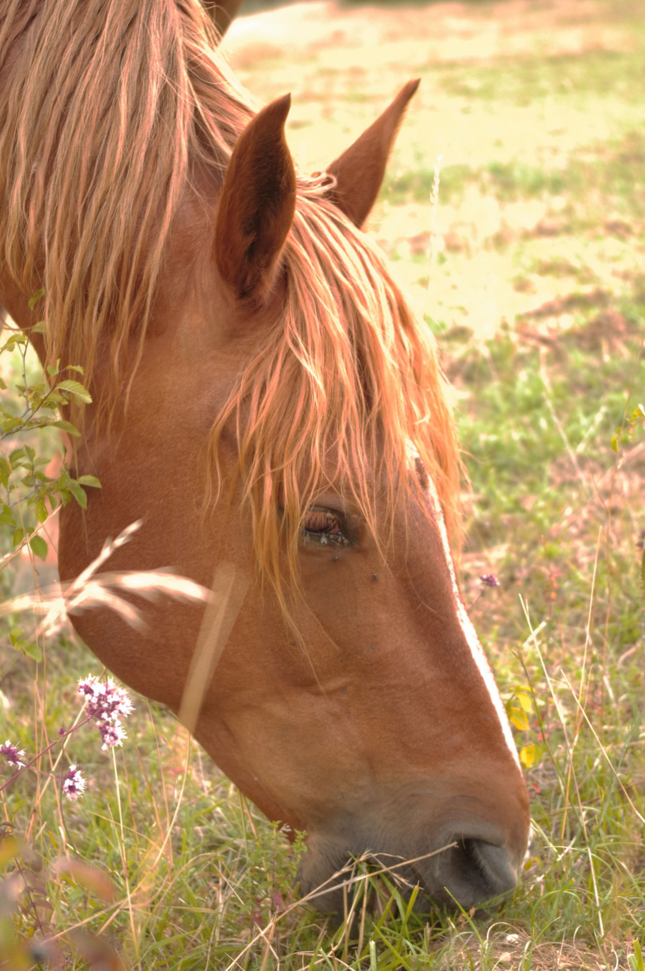 Wallpapers Animals Horses Korrigan ♥