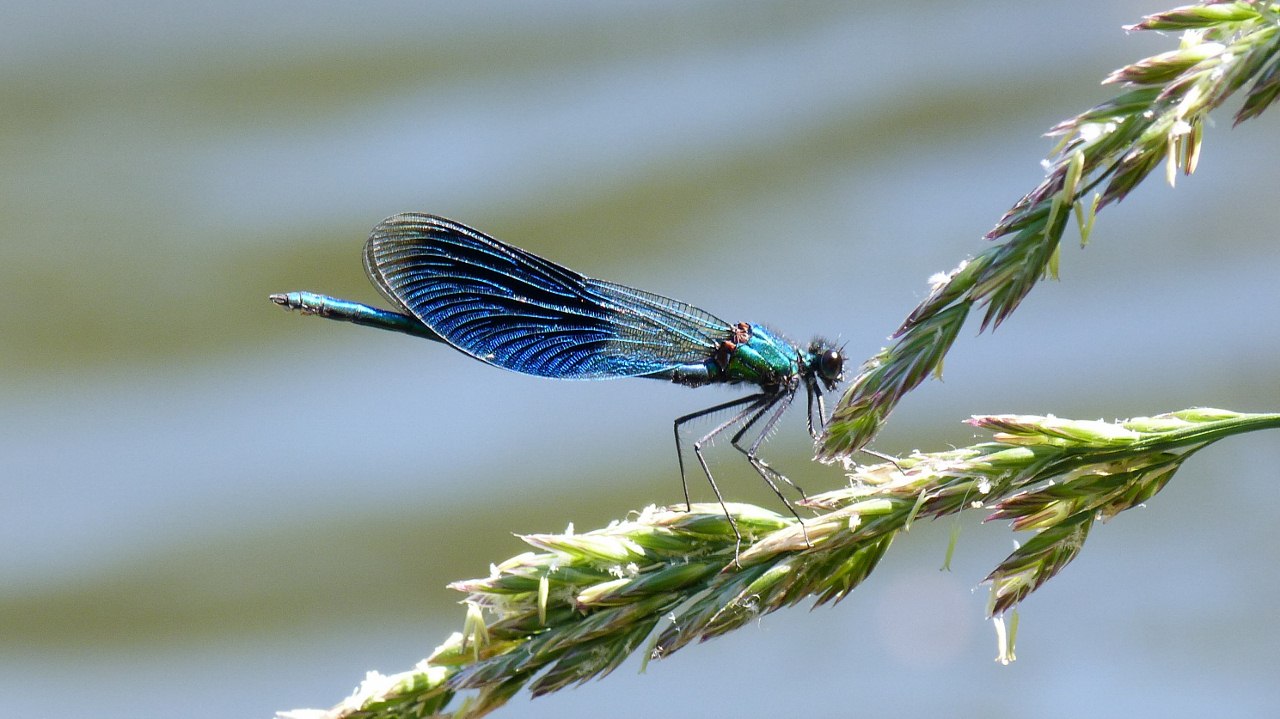 Fonds d'cran Animaux Insectes - Libellules libellule 