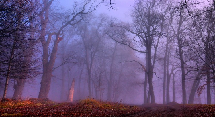 Fonds d'cran Nature Arbres - Forts Un pais brouillard 5.