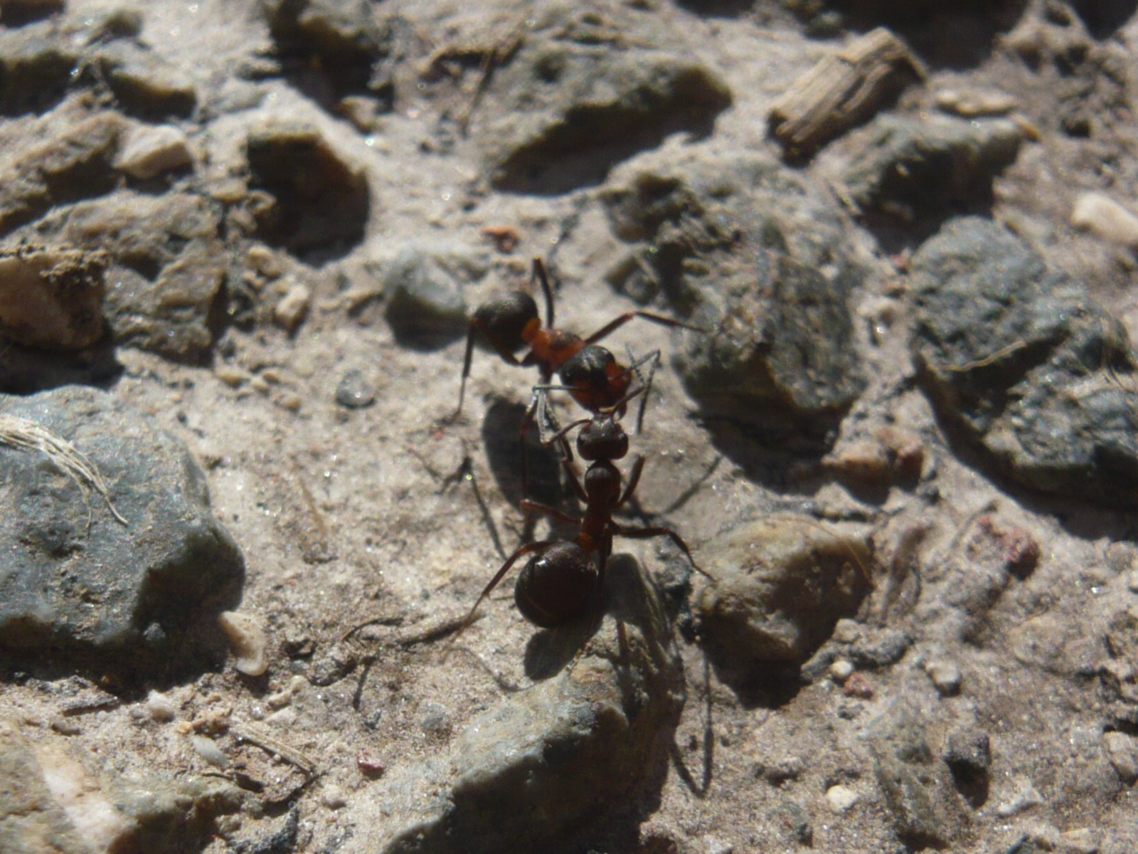 Fonds d'cran Animaux Insectes - Fourmis 