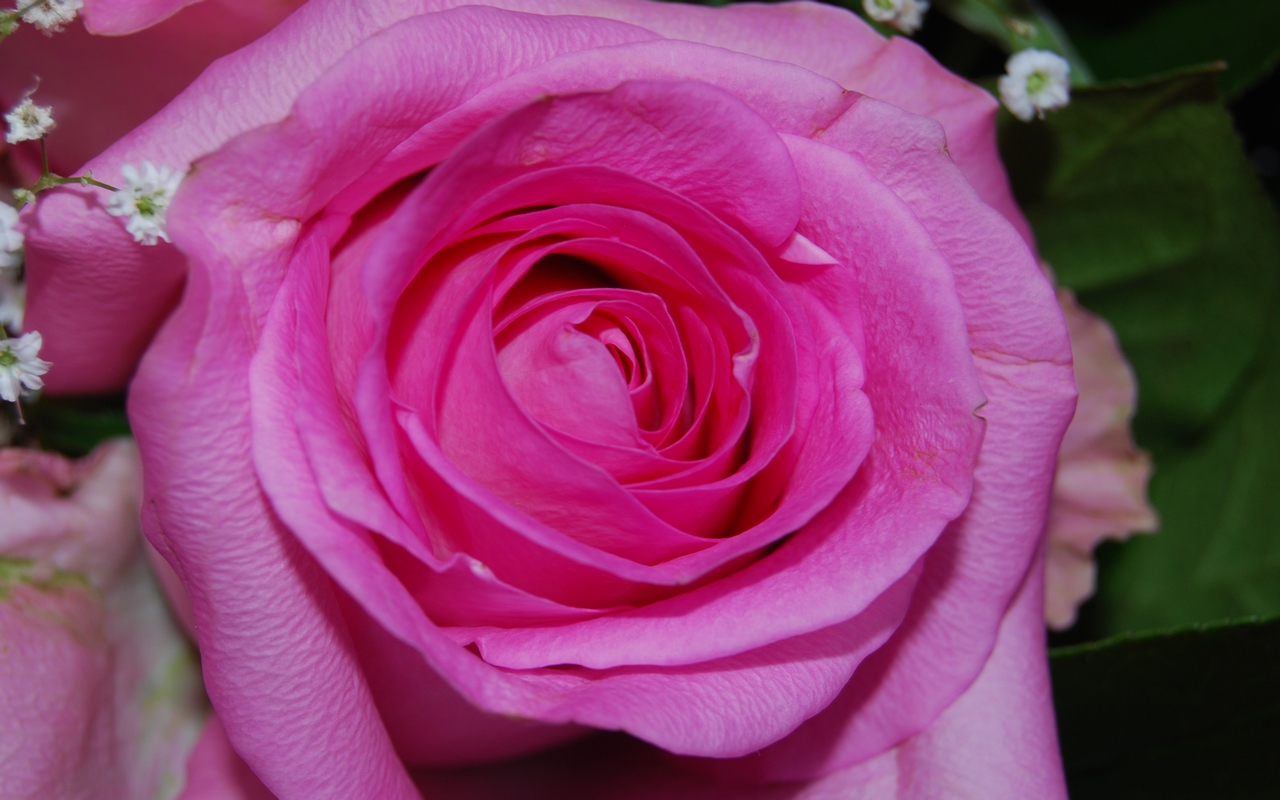 Fonds d'cran Nature Fleurs Pink rose